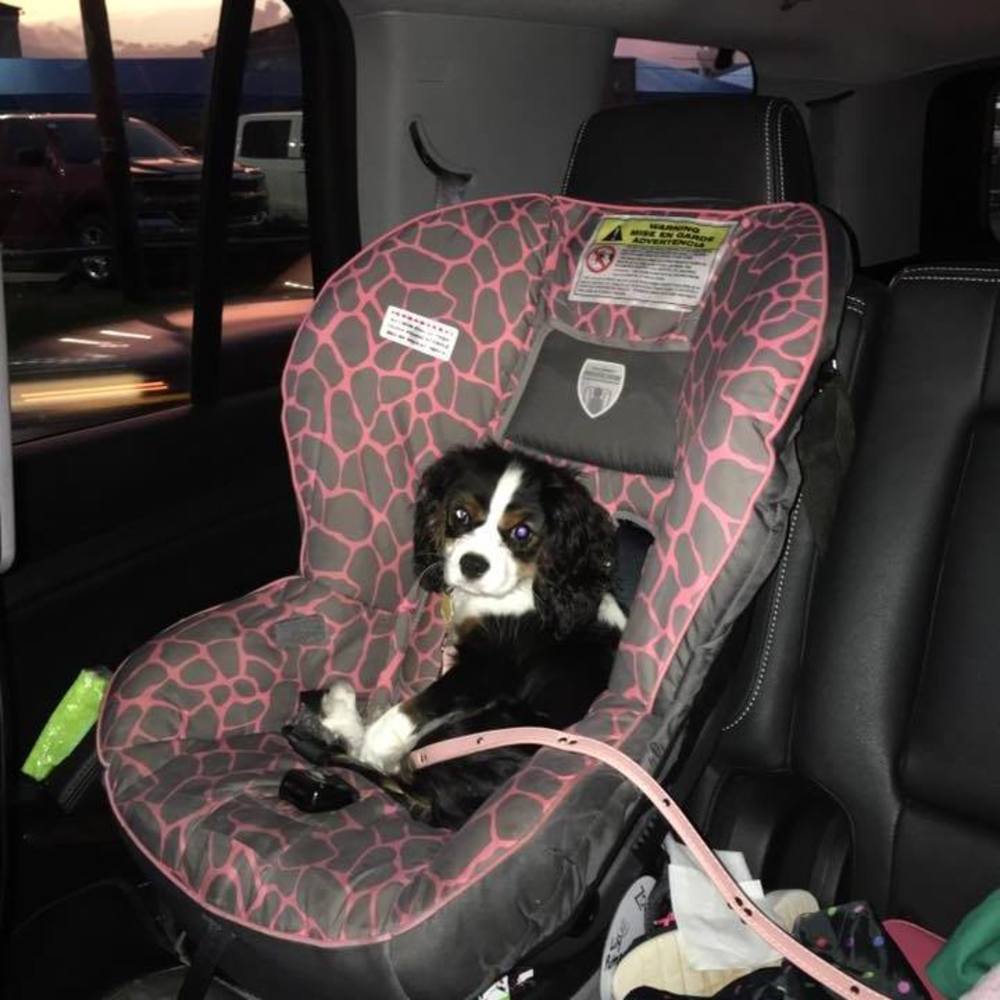 Meet your Posher, Jenny